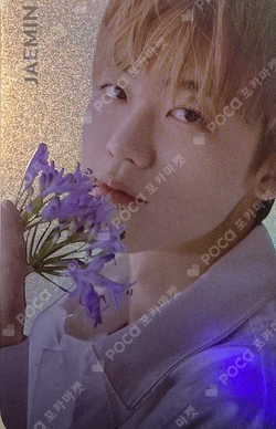 STARRY DAYDREAM HOLOGRAM PHOTO CARD SET