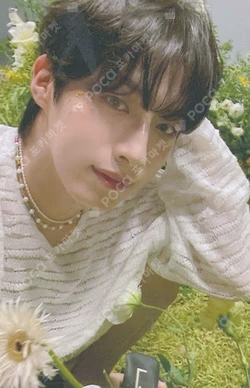 MALUS DEAR MY MUSE