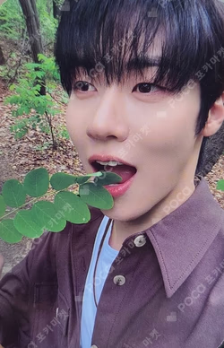 FOREST OF 2RAVELERS IN SEOUL N.Fia Zone