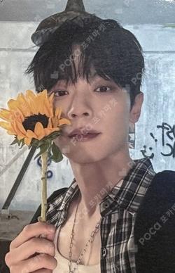 Sunflower DEAR MY MUSE