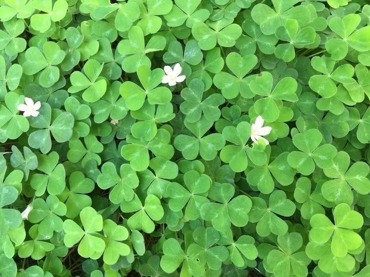 4leafclover