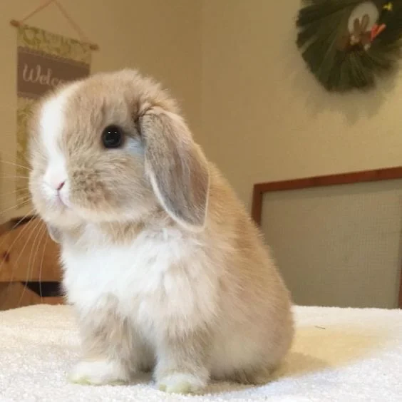 bunnipc_