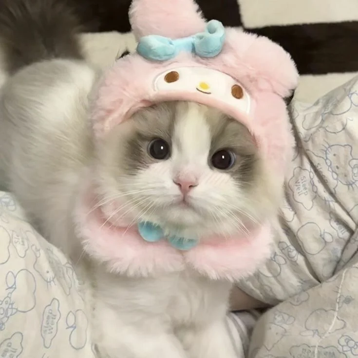 jellimeow