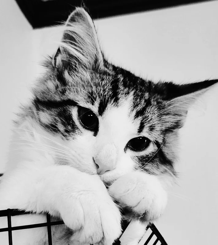 kittencards