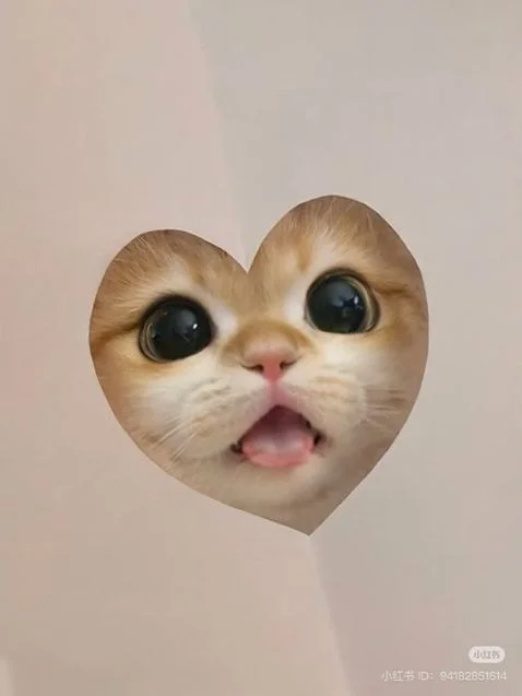 kittykit