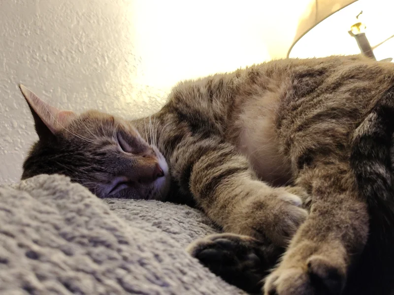 kittyscards