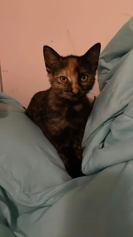 lixieiscute