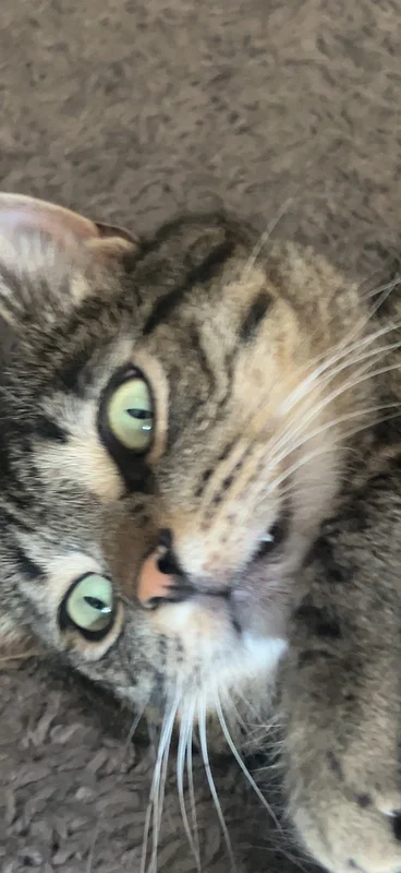 mysubi