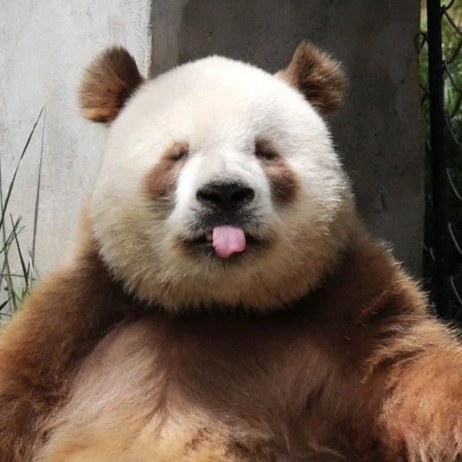 pandacards