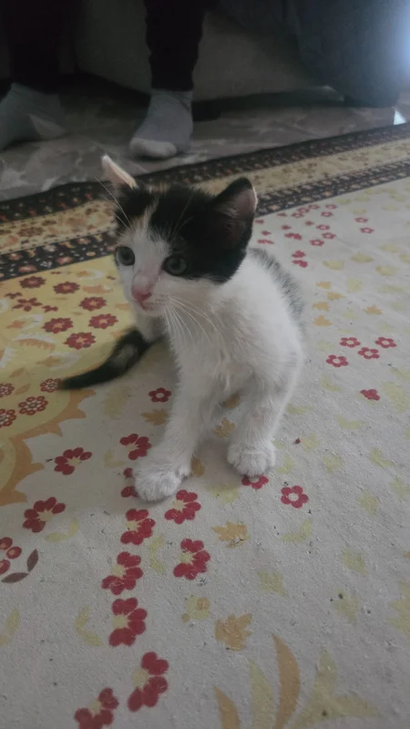 piti