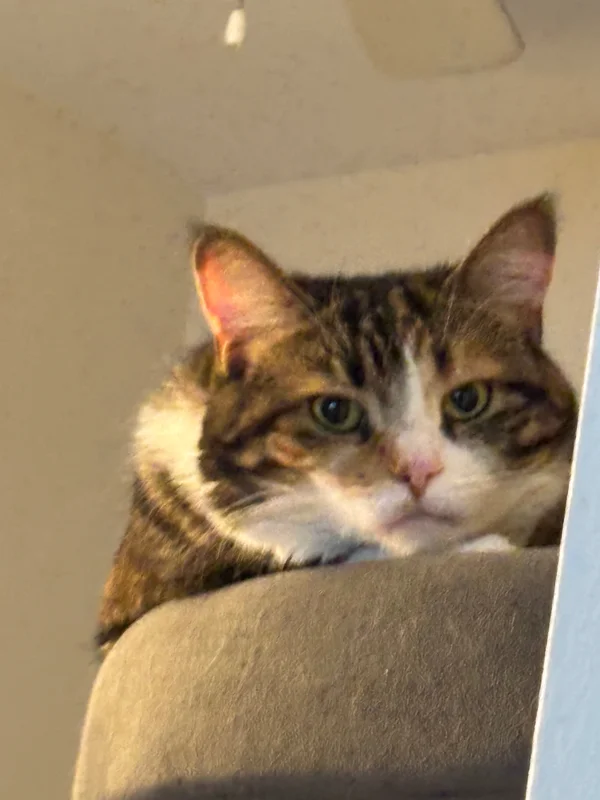 won_cat_woo